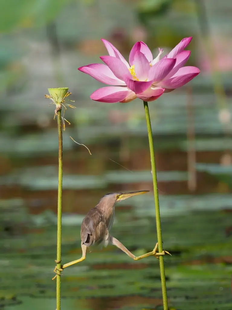 'Quitting' Your Aspirations to Retain Flexibility